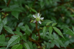 Rubus sumatranus