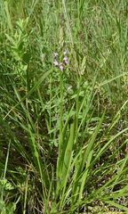 Dactylorhiza iberica