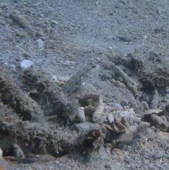 Ctenogobiops aurocingulus