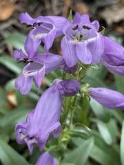 Penstemon deaveri