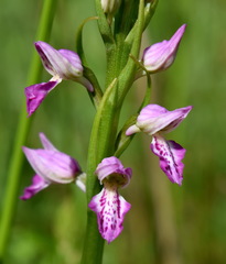 Dactylorhiza iberica