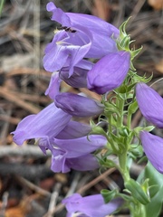 Penstemon deaveri