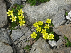 Ranunculus sericophyllus