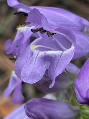 Penstemon deaveri