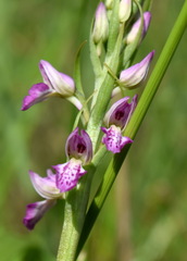 Dactylorhiza iberica