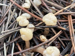 Cudonia circinans