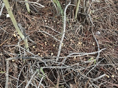 Cudonia circinans