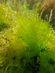 Ulva lactuca