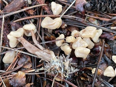 Cudonia circinans