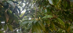 Magnolia nilagirica