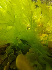 Ulva lactuca