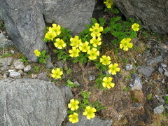 Ranunculus sericophyllus