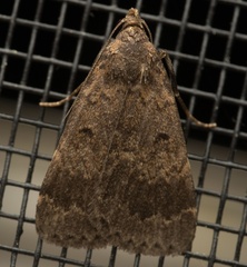 Hydrillodes funestalis