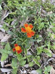Tagetes patula