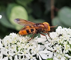 Volucella