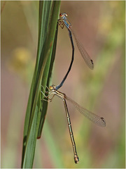 Austrosticta soror