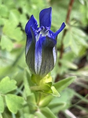 Gentiana parryi