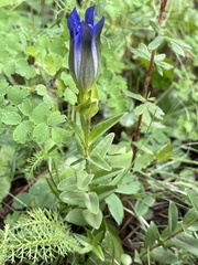 Gentiana parryi