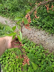 Schisandra chinensis