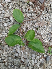 Schisandra chinensis