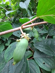 Actinidia kolomikta