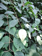 Actinidia kolomikta