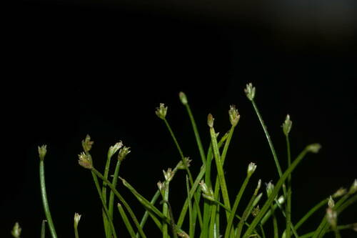 Eleocharis exigua