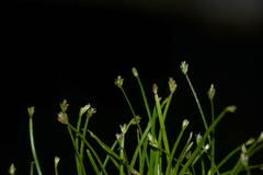 Eleocharis radicans