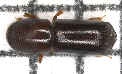 Image of Xyleborus glabratus