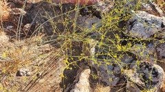 Peucedanum junceum