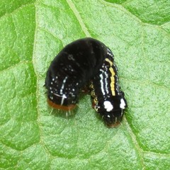 Hexorthodes accurata