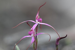 Caladenia rosella