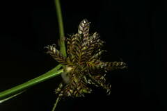 Cyperus sanguinolentus