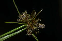 Cyperus sanguinolentus