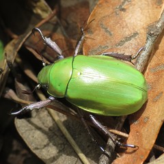 Chrysina beyeri