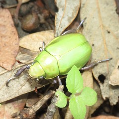Chrysina beyeri