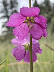 Sidalcea neomexicana