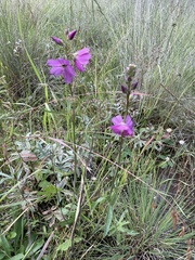 Sidalcea neomexicana