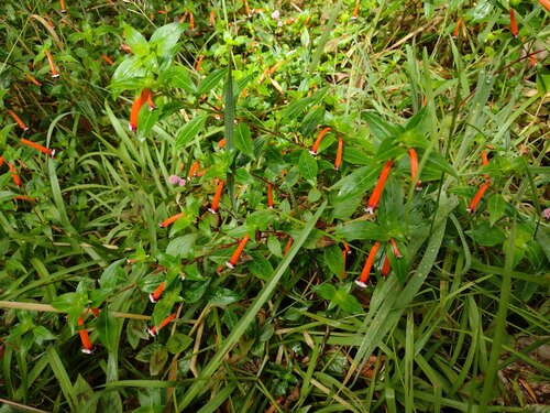 Cuphea ignea observed 2022-08-14