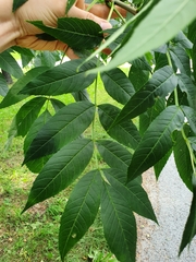 Fraxinus excelsior