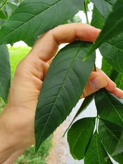 Fraxinus excelsior