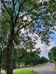 Fraxinus excelsior