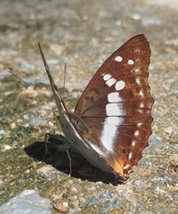 Mimathyma ambica