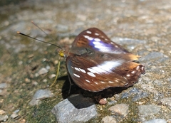 Mimathyma ambica