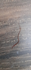 Oligochaeta