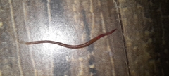 Oligochaeta