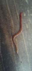 Oligochaeta