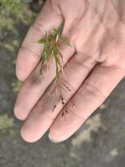 Eragrostis unioloides