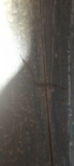 Oligochaeta