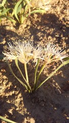 Allium anceps